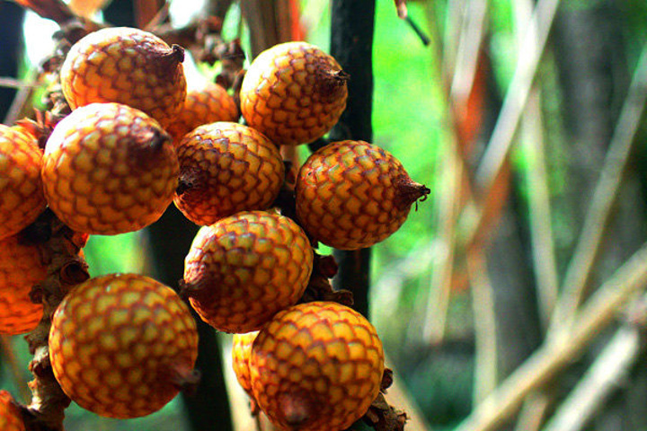 毛鳞省藤可以吃,但……没选对的话,能涩得你如同含了一口朽木