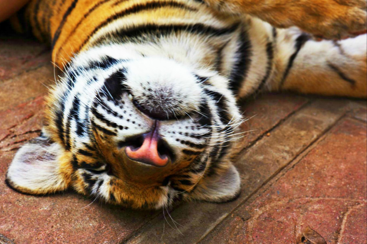 还有一些关在笼子里正在产仔儿的母老虎,这张配的文字应该是"hey you