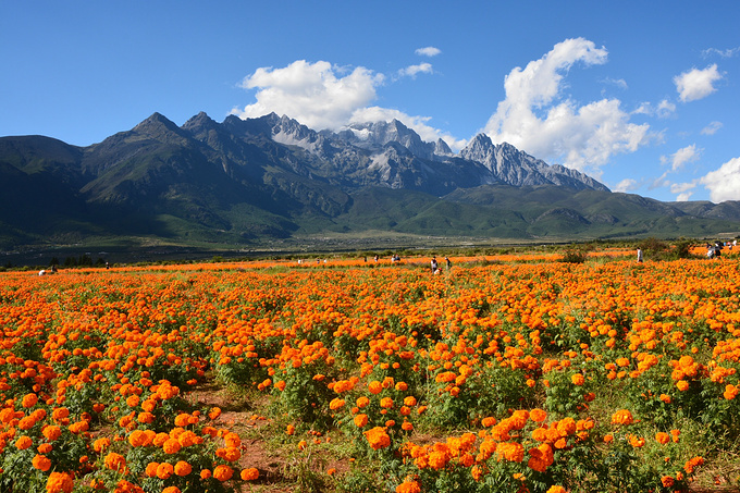 丽江周边游玉龙雪山脚的花海