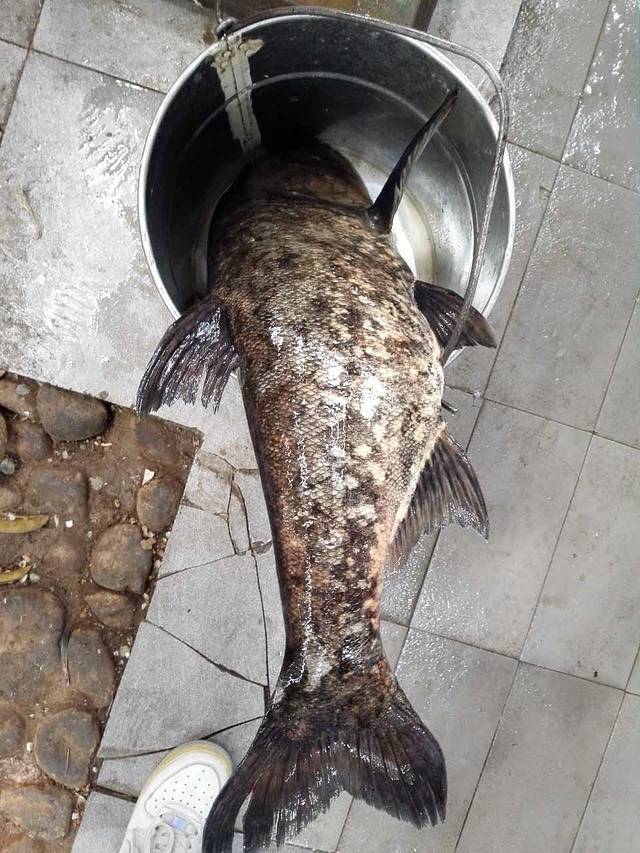 金鼎鱼香生态渔村