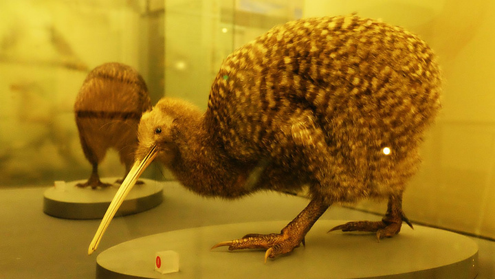 2017看着几维鸟、看着恐鸟这才觉得是到了新