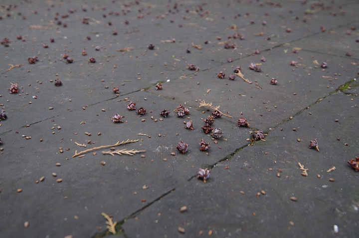 2017为中国古代教育体系中的最高学府_国子监