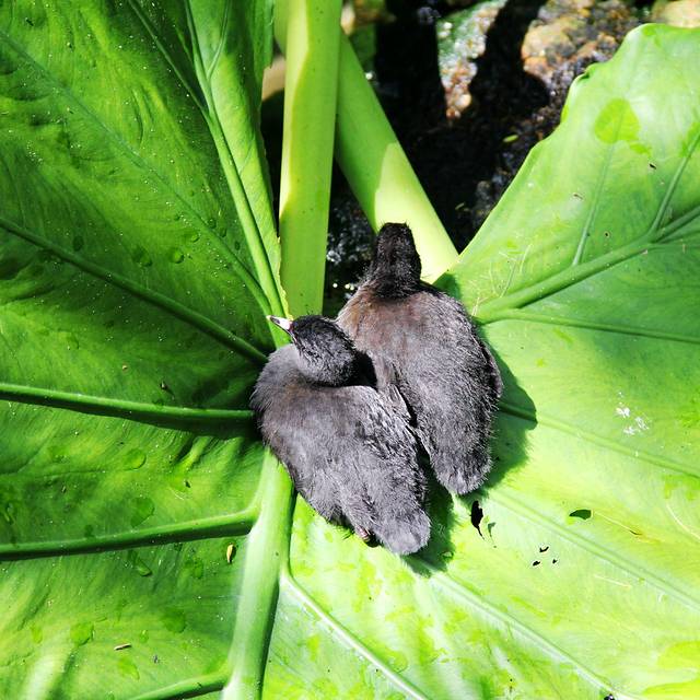 尼莫-迪士尼动物王国的音乐家