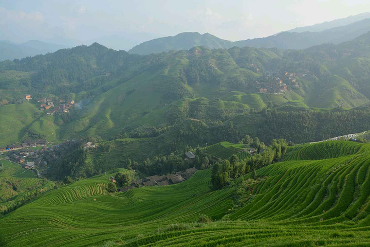 "到处绿油油以前很非常美，秋季时金黄色的稻谷已经可以收割，景色更加漂亮，但是只有短暂的半个月，冬..._龙脊梯田"的评论图片