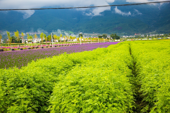 "一路上庄稼长的很好，还有各种颜色的鲜花可供欣赏，这是远观，如果想进去看就要收门票了，10元，5元不等_才村码头"的评论图片