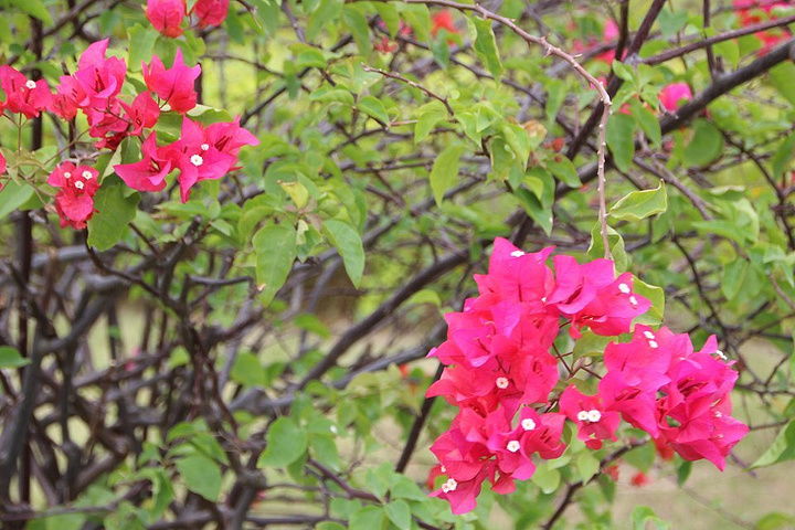 89 首页 福建环游:最浪慢是携手共赏人世繁华(下) 民俗村创办于1995