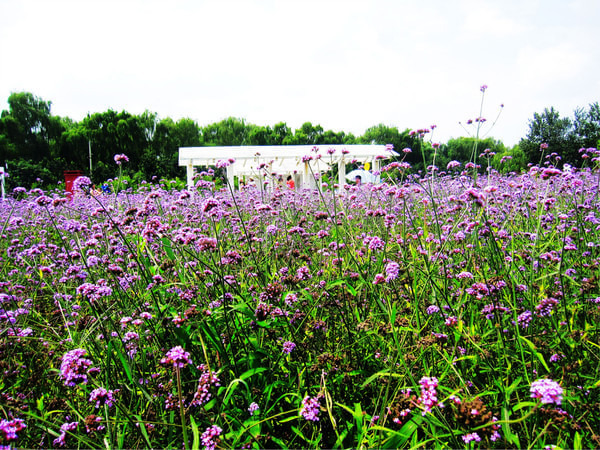 夢幻的邂逅——北京藍調薰衣草莊園