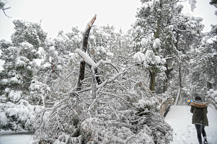 "...泛滥，亲眼目睹了这一惨烈现象：千年古柏的枝干在暴雪的重压下，不时发出可怕的断裂声，轰然折断落地_孔庙"的评论图片