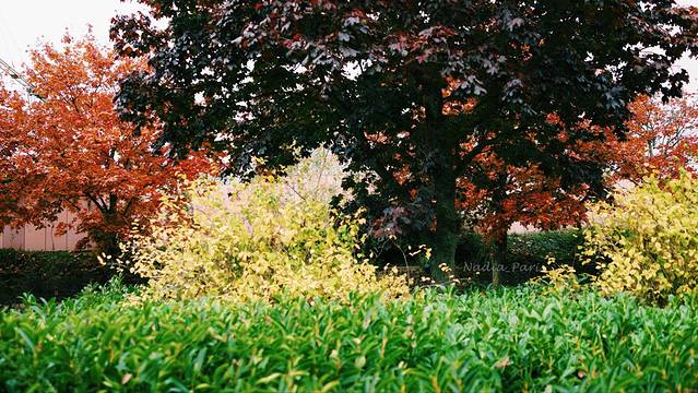 梵维斯跳蚤市场