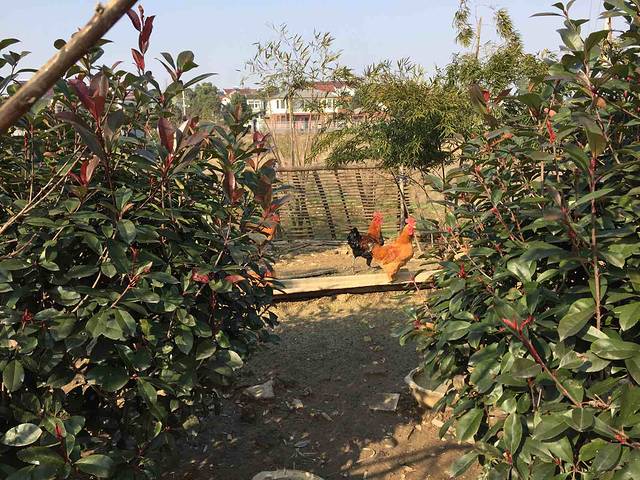 乡下人家农庄(天目湖店)