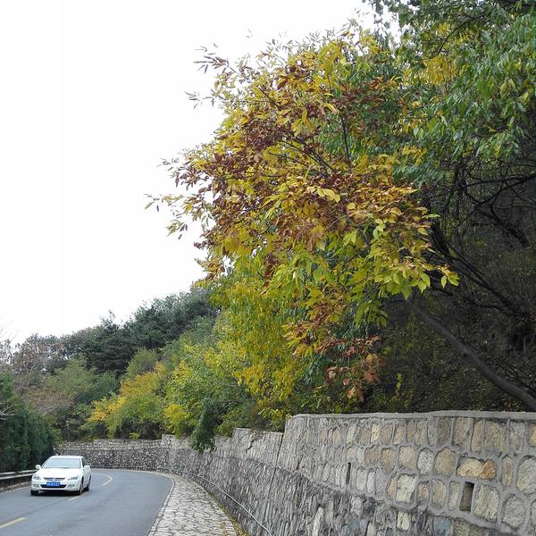 78be91084a725bf7.jpg_600x600x70_d1d37cbe.jpg