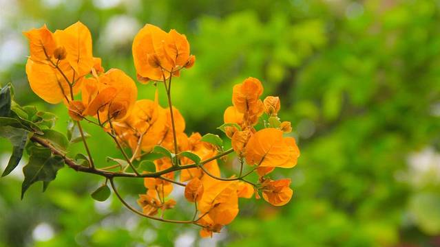 约翰内斯堡动物园