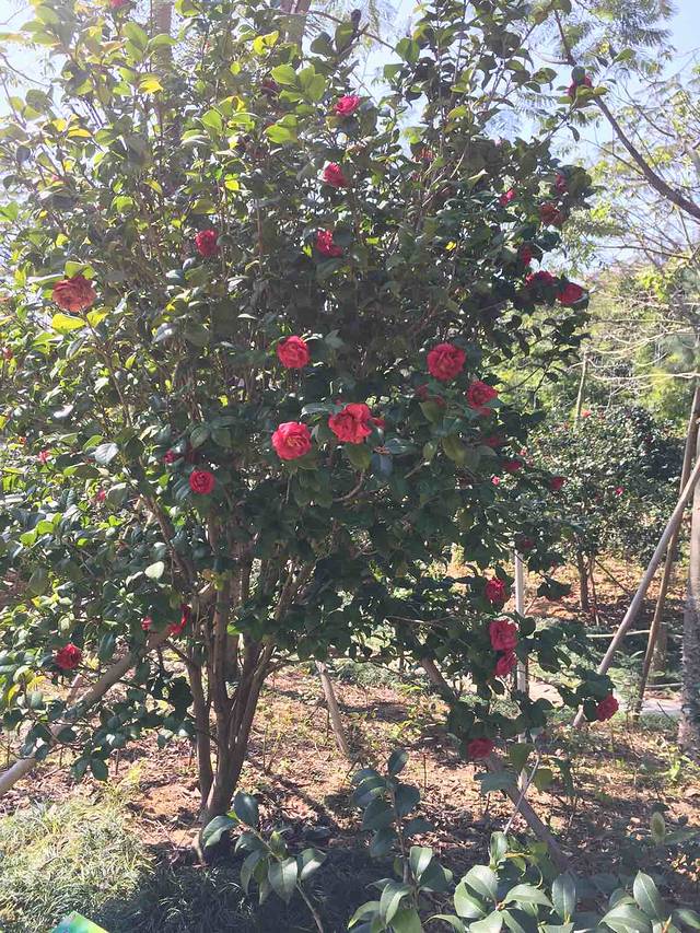 阳江市区森林公园