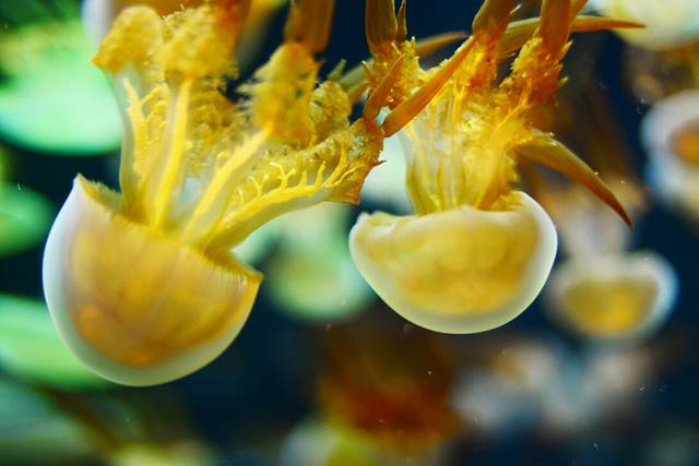 烟台海昌鲸鲨海洋公园