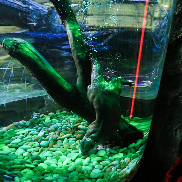迪拜水族馆&海底世界动物园旅游攻略