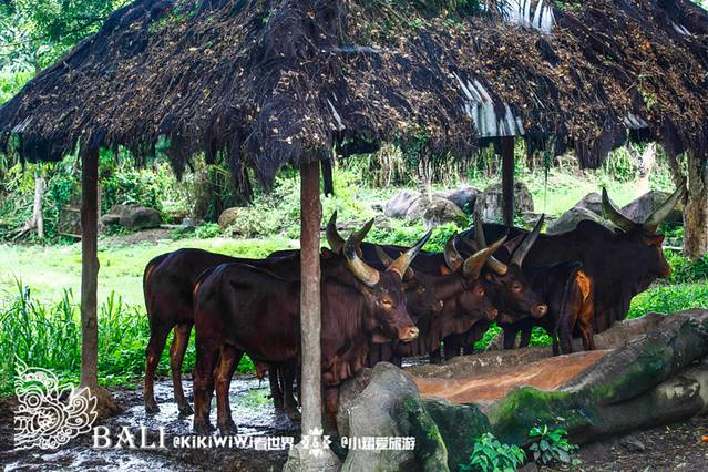 巴厘岛野生动物园