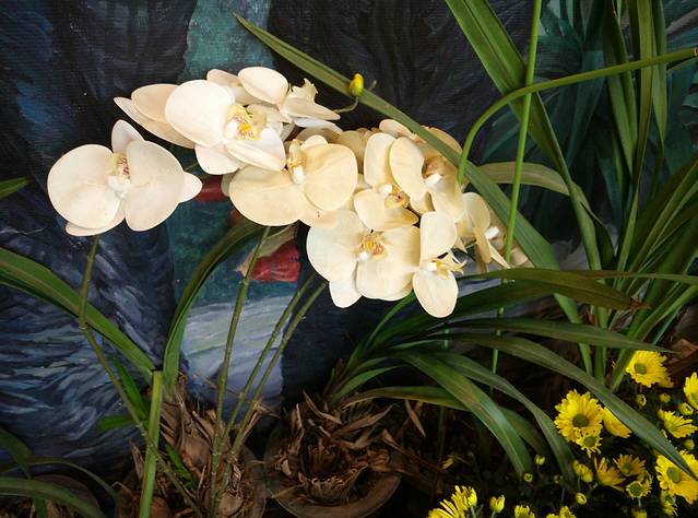 七彩云南花之城