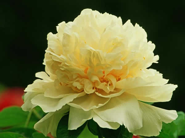 中国国花园赏牡丹攻略