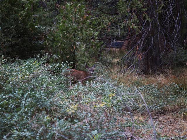 马里波萨谷巨杉林