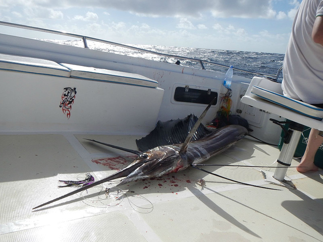 在印度洋上海钓海钓是我们来之前就预谋已久的,曾经认为是停在深海中