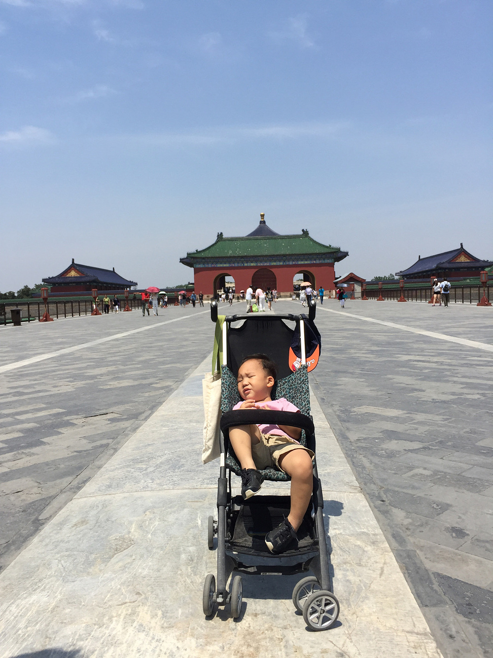 天坛公园月季节