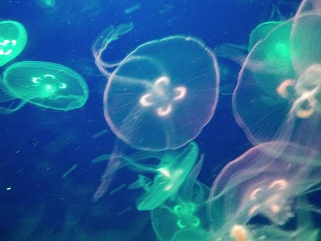 上海长风海洋世界