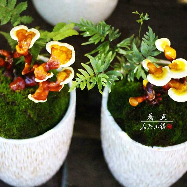 2019荷兰花卉小镇门票,深圳荷兰花卉小镇游玩