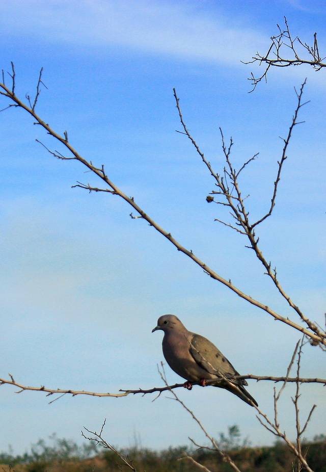 Reserva Ecologica Costanera Sur