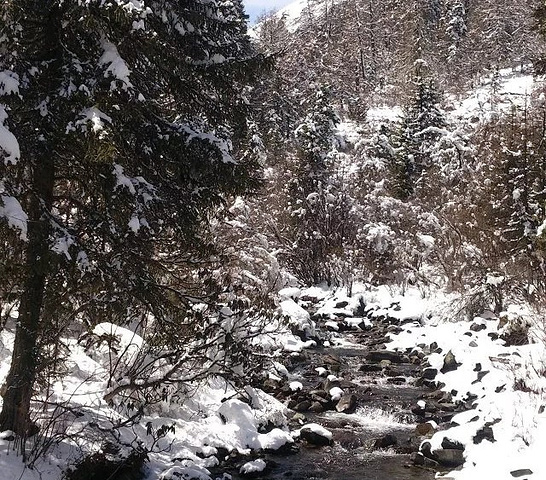 "经过昨天海拔较高的梦笔山，我觉得我爬玛嘉沟这座雪山完全不用担心高反了。木栈道上的羊群_玛嘉沟"的评论图片