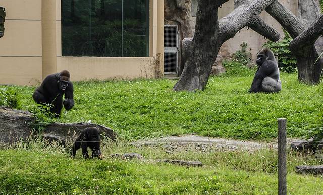 青岛森林野生动物世界