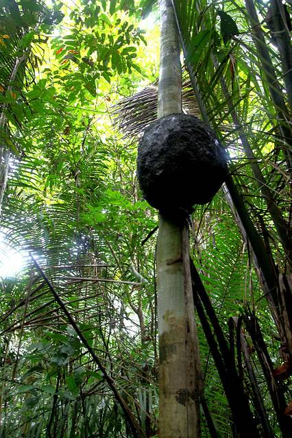 这里的蚂蚁窝基本都在树上,不然雨季时候全要被淹.