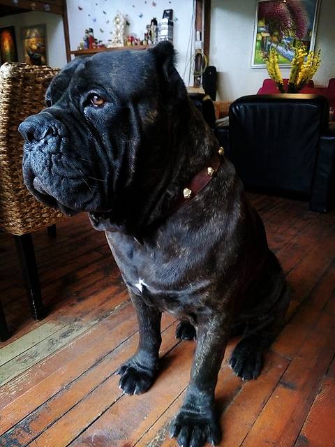 这条超大的狗叫班吉,第一眼让人觉得有点害怕,其实非常黏人,很温顺