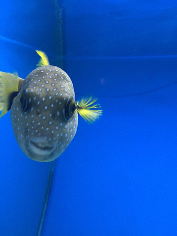 还有第一次见真的海马竟然那么小一点点,最值得一看的就是水母馆了,有