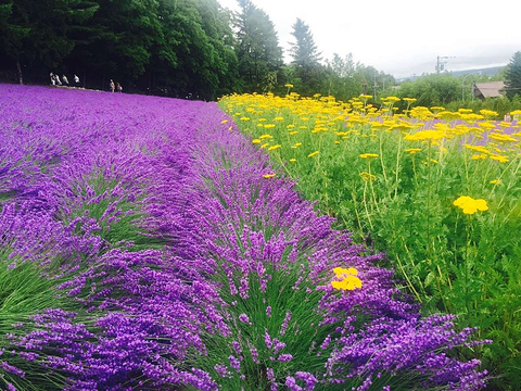 町营薰衣草园旅游景点攻略图