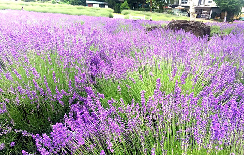 町营薰衣草园旅游景点攻略图