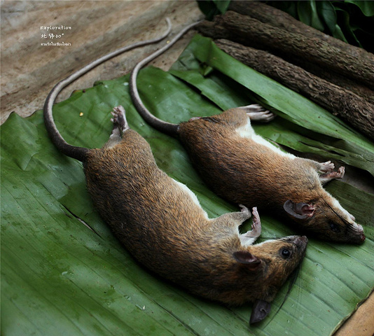 清晨才出土的竹笋,rmb2元一提,果断下手3提回家,抄回锅肉了!