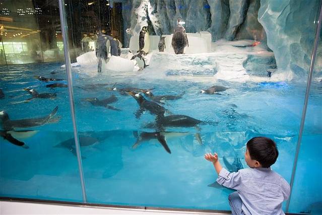 广州-珠海两地长隆亲子之旅|陪你疯玩到老