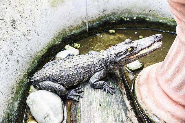 门口的小水缸里一只一出生就没有尾巴的小鳄鱼.