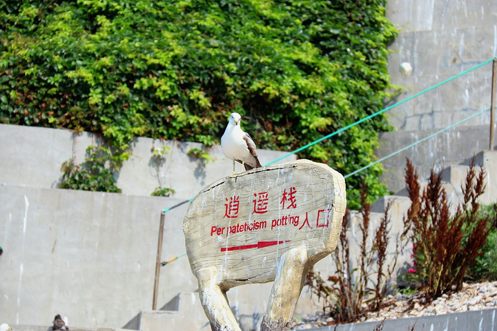 "海驴岛的神话传说也变得黯然失色，游客更多的目光聚集在与黑尾鸥的嬉戏玩耍，或惊叹于千万年来被海浪..._海驴岛"的评论图片