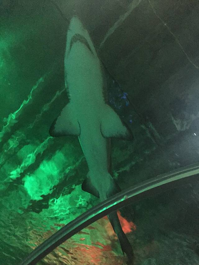 Kelly Tarlton’s SEA LIFE Aquarium