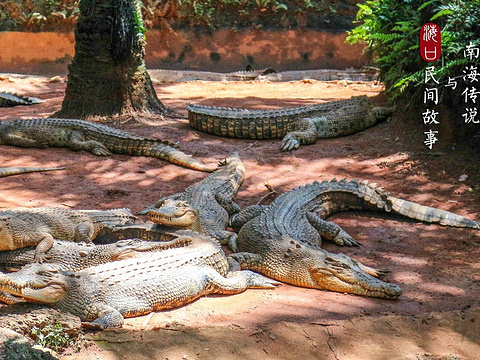 海南热带野生动植物园旅游景点图片