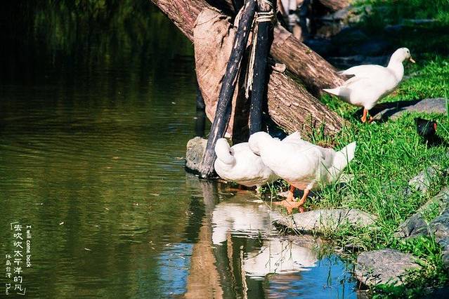 大湖公园 (防灾公园）