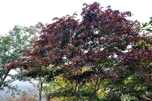 还有难得一见的黑枫,黑压压的一片极具压迫感,充满着魔性