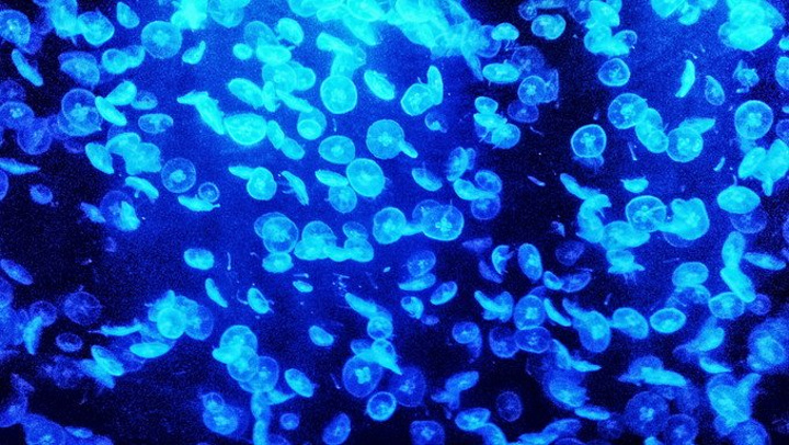 2017最后到红磡现买的广九直通车的票_香港海