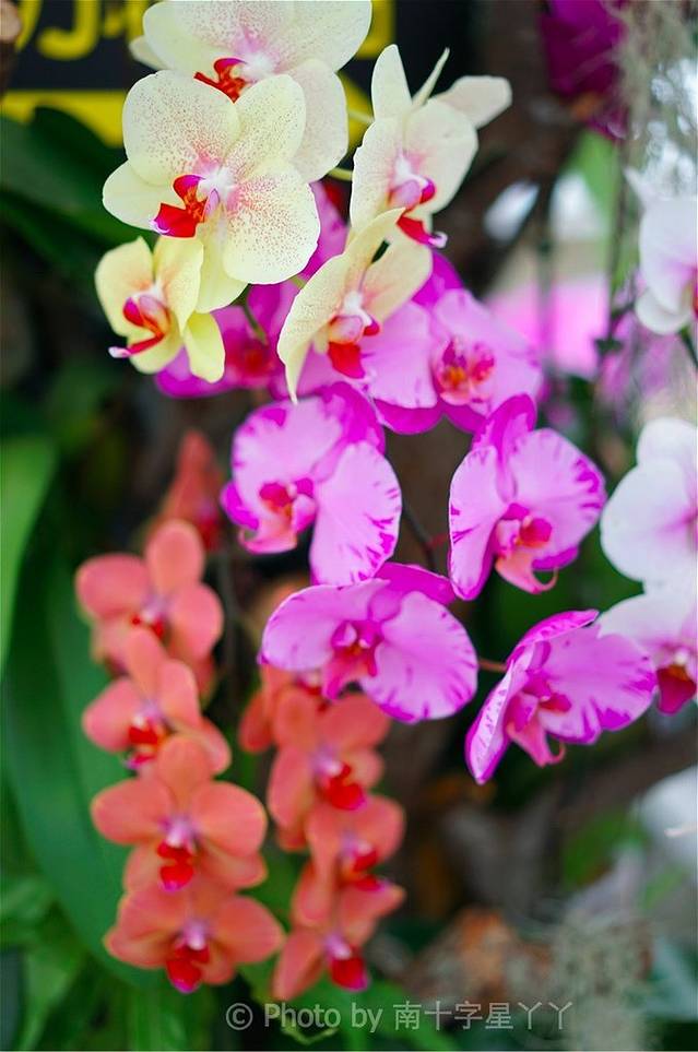 金车员山兰花园