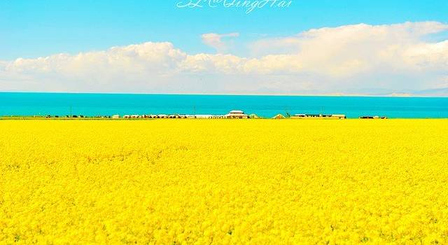 开到荼蘼 等待奇迹