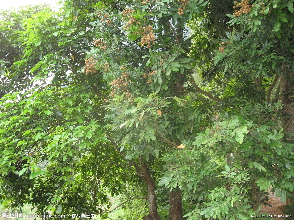 想吃桂圆（龙眼）却不知道怎么走？采摘