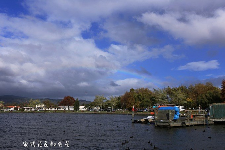 "之后来到罗托鲁瓦湖，罗托鲁阿湖是因火山喷发引致凹陷而形成的，湖上三五成群的野鸭和天鹅游荡其中，..._罗托鲁瓦湖"的评论图片