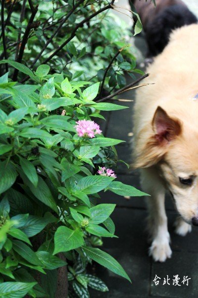 105台湾台北市松山区富锦街