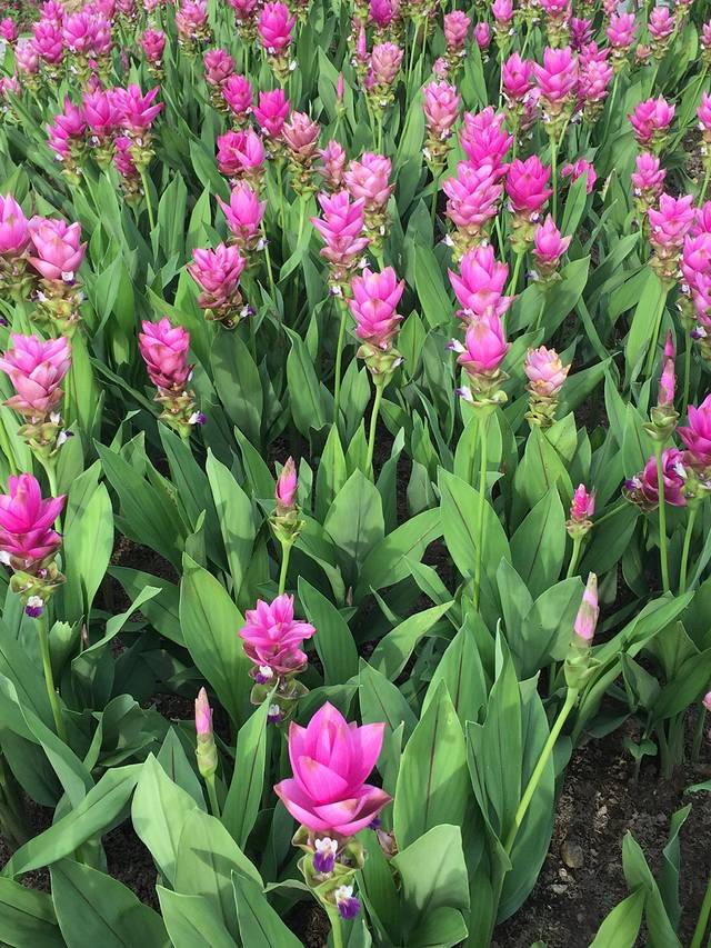 拉查帕皇家花园